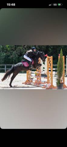 Mare Welsh Pony (Section D), Welsh Cob For sale 2017 Black
