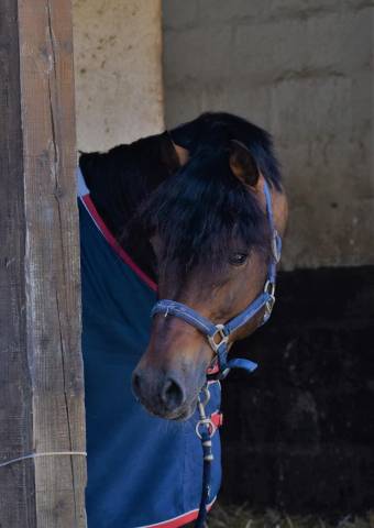 Stallion Welsh Pony (Section D), Welsh Cob For sale 2010 Bay