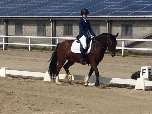 Gelding New Forest For sale 2013 Bay