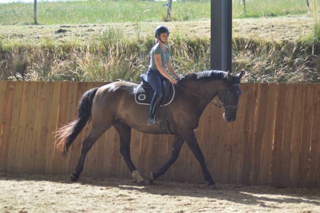 Gelding PRE Pure Spanish Bred For sale 2018 Dark Bay