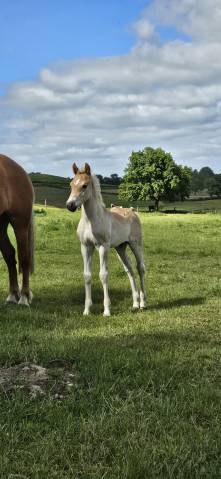 Entire Haflinger For sale 2026 Chesnut