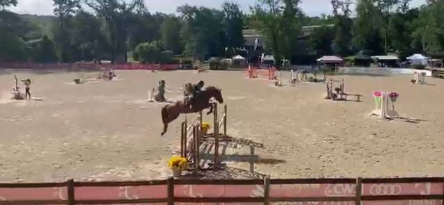 Gelding Selle Fran&ccedil;ais For sale 2018 Chesnut