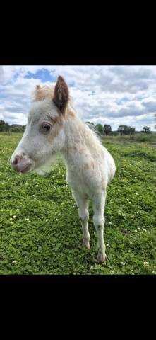 Colt Shetland Pony For sale 2026 Sorrel