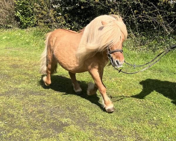Entire Shetland Pony For sale 2013 Cream