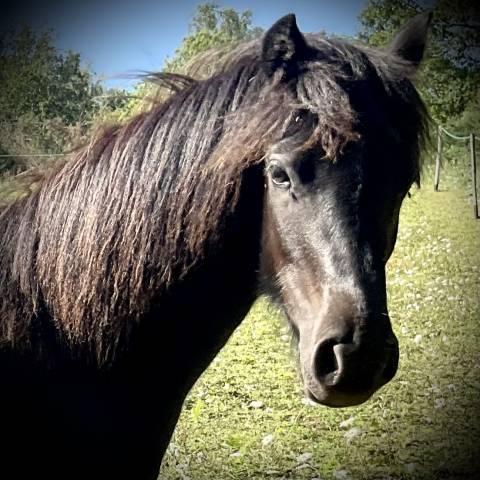 Filly Dartmoor For sale 2025 Black