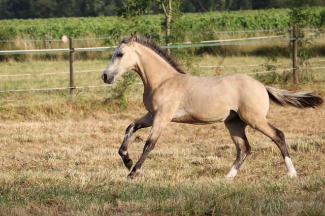 Filly Welsh Pony (Section D), Welsh Cob For sale 2026 Buckskin