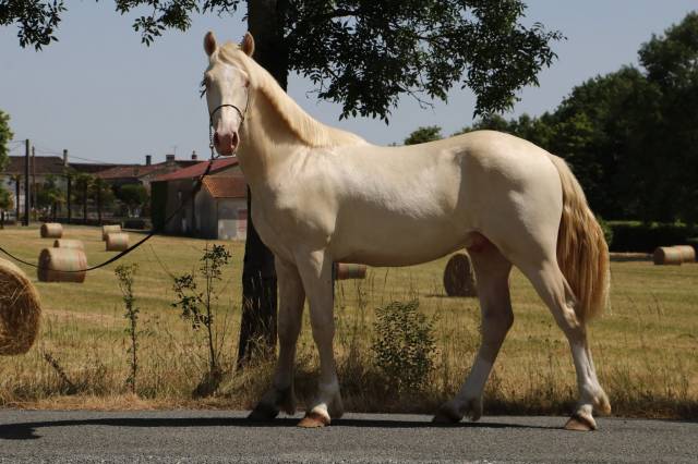 Entire Welsh Pony (Section D), Welsh Cob For sale 2025 Perlino