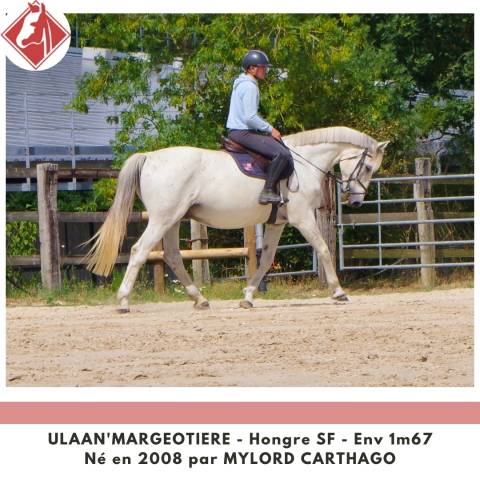 Gelding Selle Fran&ccedil;ais For sale 2008 Grey
