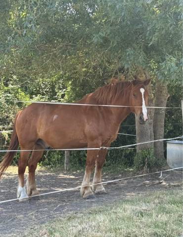 Gelding Other Horse Breed For sale 2020 Chesnut