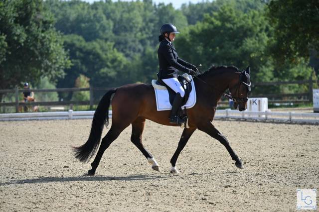 Gelding Selle Fran&ccedil;ais For sale 2020 Dark Bay