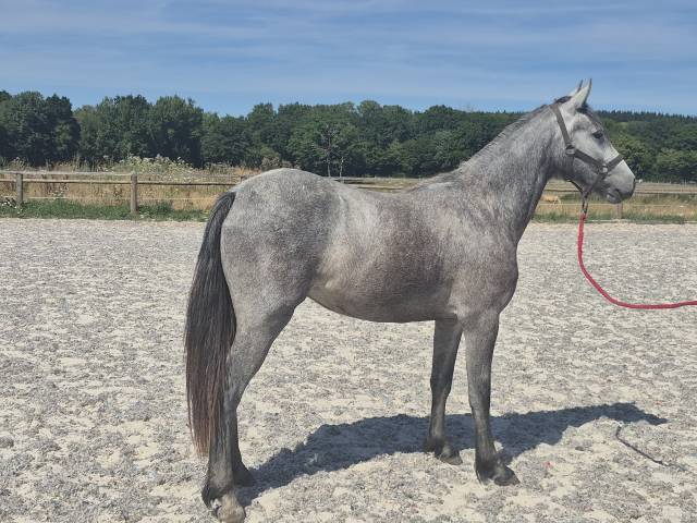 Filly Welsh Part Bred For sale 2024 Grey