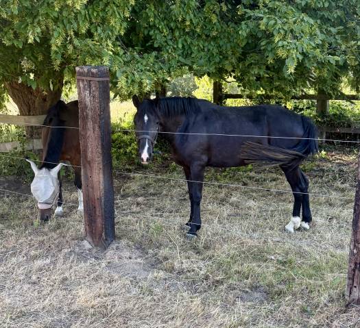Mare New Forest For sale 2023 Black