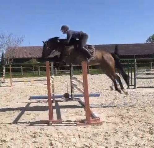 Gelding Selle Fran&ccedil;ais For sale 2021 Bay