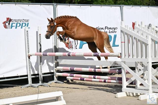 Mare French Saddle Pony For sale 2021 Chesnut