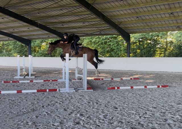 Gelding Selle Fran&ccedil;ais For sale 2021 Bay