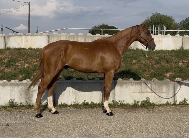 Gelding Selle Fran&ccedil;ais For sale 2023 Chesnut