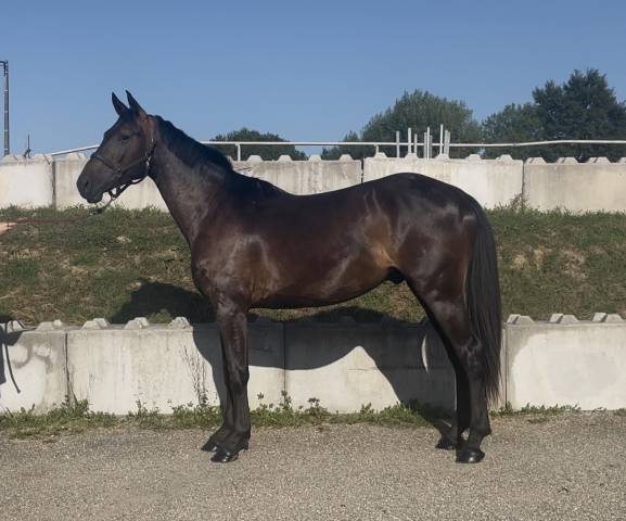 Gelding Zangersheide For sale 2023 Black
