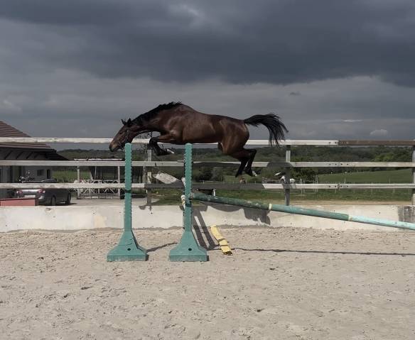 Mare Selle Fran&ccedil;ais For sale 2023 Bay