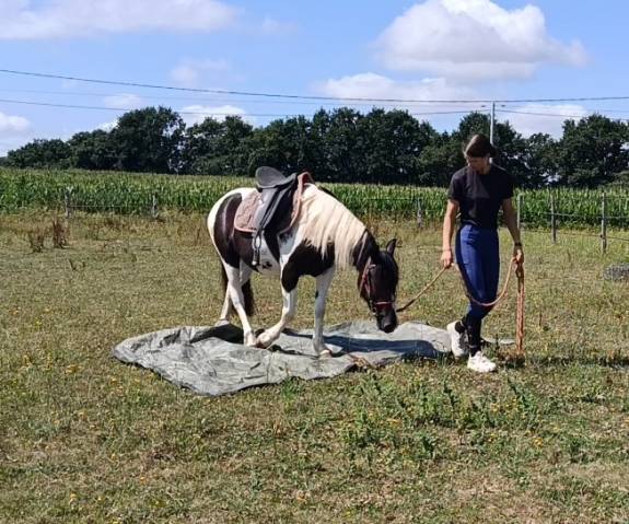 Mare Pottok  For sale 2024 Tobiano