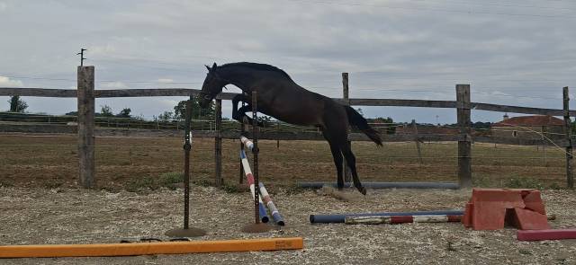 Gelding Selle Fran&ccedil;ais For sale 2024 Dark Bay