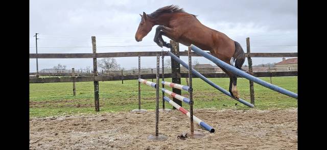 Gelding Selle Fran&ccedil;ais For sale 2023 Bay