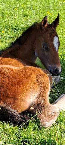 Gelding French Saddle Pony For sale 2025 Bay