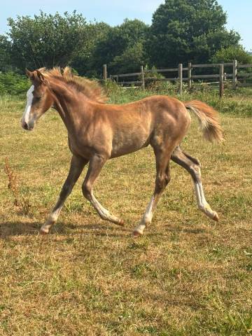 Filly French Saddle Pony For sale 2026 Liver chestnut