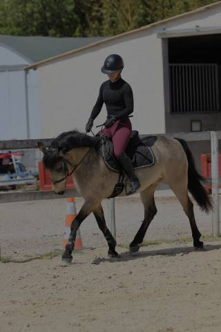 Gelding Connemara For loan 2010 Buckskin