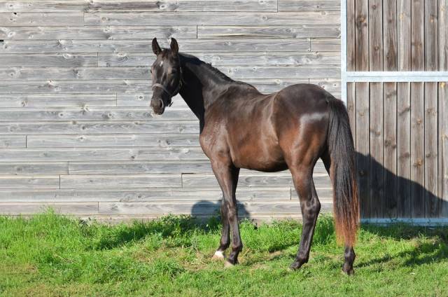 Gelding AES Anglo European Studbook For sale 2023 Black
