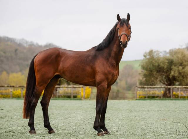 Mare Saddle Horse For sale 2020 Grey
