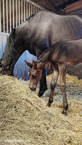 Filly Zangersheide For sale 2026 Dark Bay