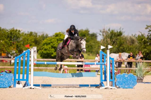 Gelding Connemara For sale 2019 Grey