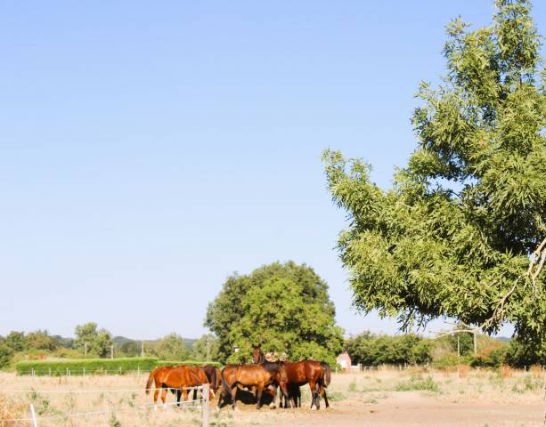 Equestrian property  Tarn-et-Taronne