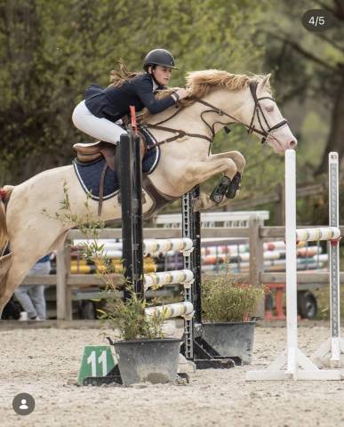 Entire Welsh Pony (Section D), Welsh Cob For sale 2015 Perlino