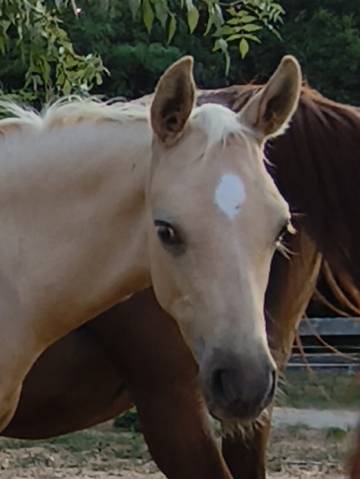 Colt Welsh Part Bred For sale 2026 Palomino