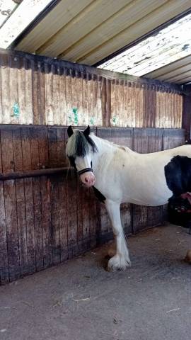 Stallion Other Pony Breed For sale 2019 Other color
