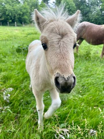 Colt Origin Recorded For sale 2026 Coloured