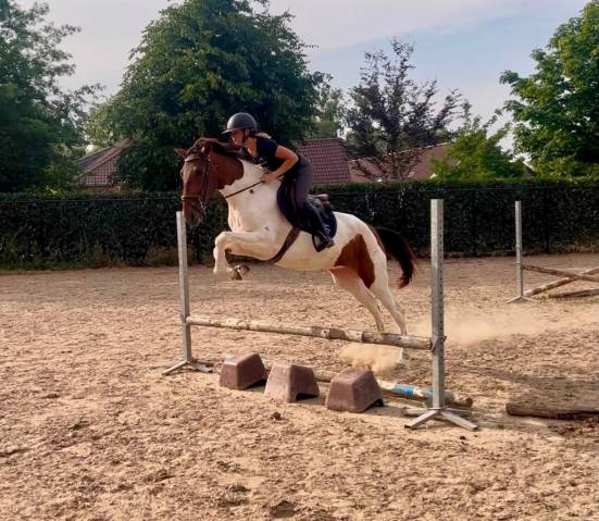 Mare No Origin Recorded For sale 2021 Coloured