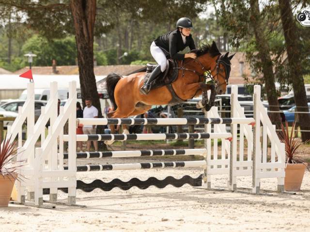 Gelding French Saddle Pony For sale 2015 Bay