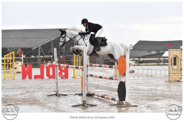 Stallion French Saddle Pony For sale 2017 Grey