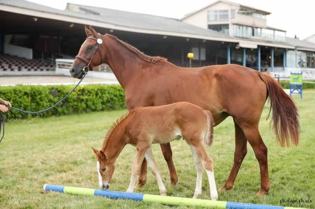 Broodmare KWPN Dutch Warmblood For sale 2014 Chesnut