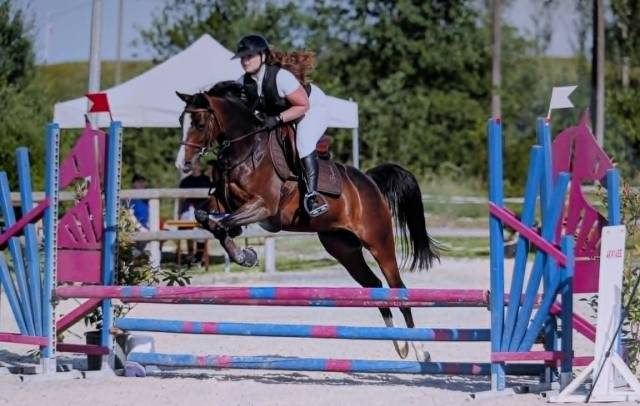 Filly Welsh Part Bred For sale 2022 Dark Bay