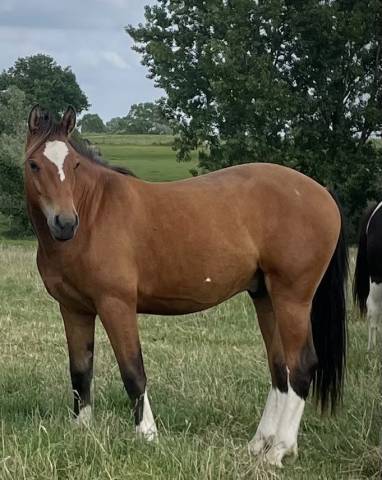 Gelding Franche-Montagne For sale 2024 Bay