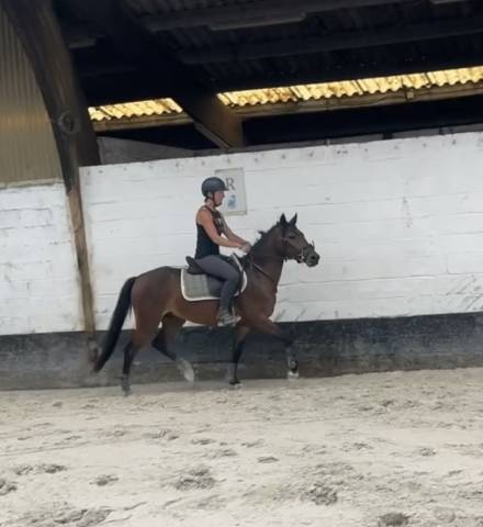 Gelding New Forest For sale 2023 Bay