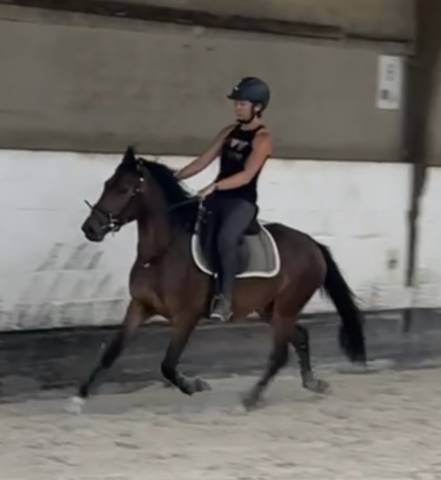 Gelding New Forest For sale 2023 Bay