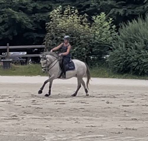 Mare No Origin Recorded For sale 2022 Grey