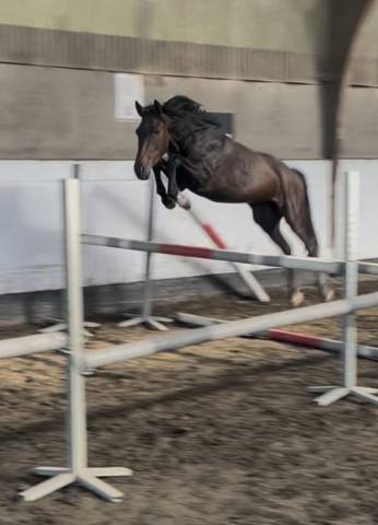 Gelding New Forest For sale 2023 Bay