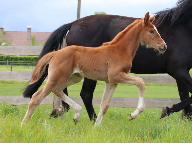Mare KWPN Dutch Warmblood For sale 2026 Chesnut