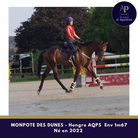 Gelding AQPS For sale 2022 Bay