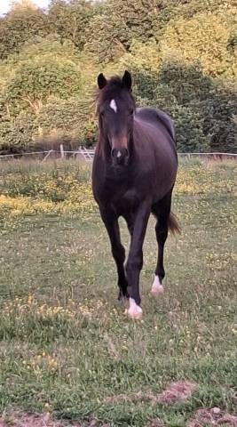 Colt Origin Recorded For sale 2024 Dark Bay